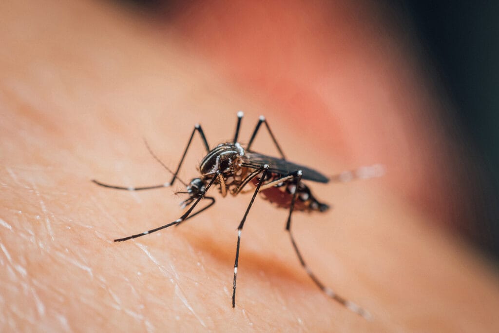 Don't Let Dengue Cripple Your SME This Rainy Season — featured image