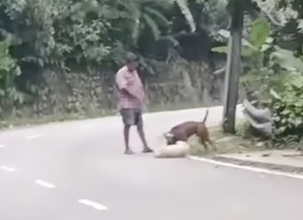 Dog Attack Case Exposes a Safety Gap Your Business Must Fix — featured image